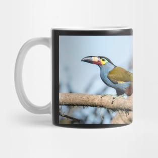 Plate-billed mountain toucan Mug